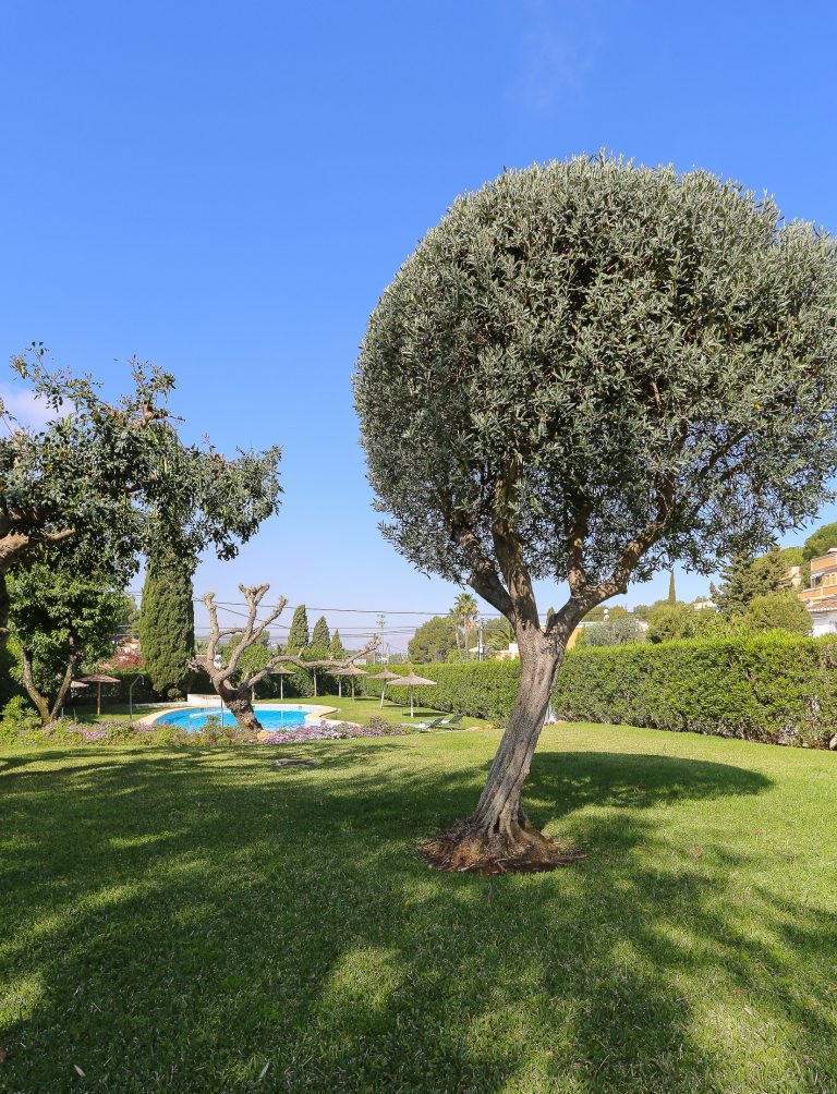 Mediterranean garden with trees at apartment Montesol in Dénia
